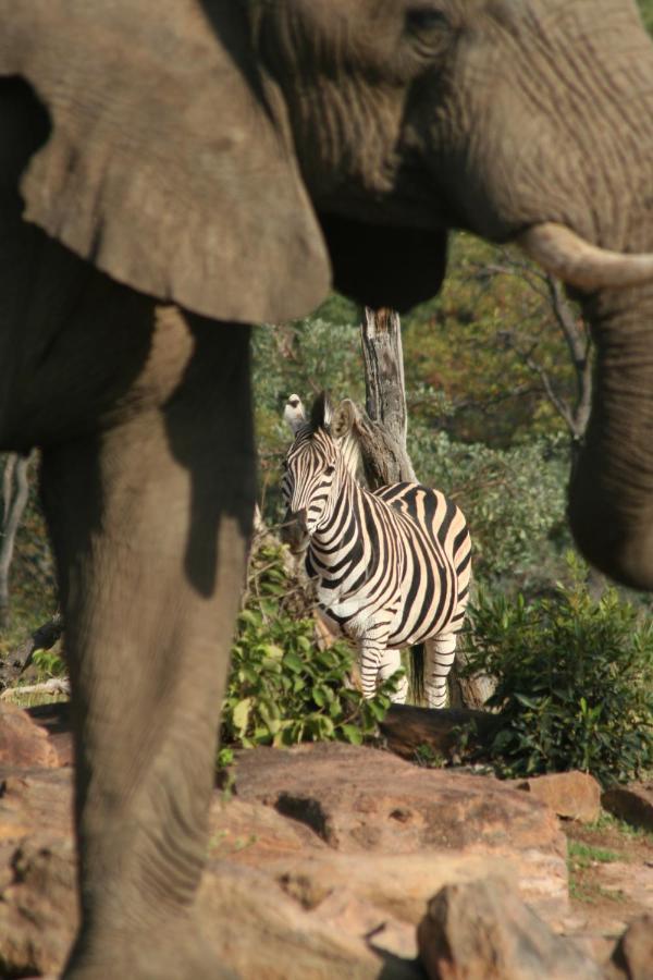 Makweti Safari Lodge Riserva Naturale di Welgevonden Esterno foto