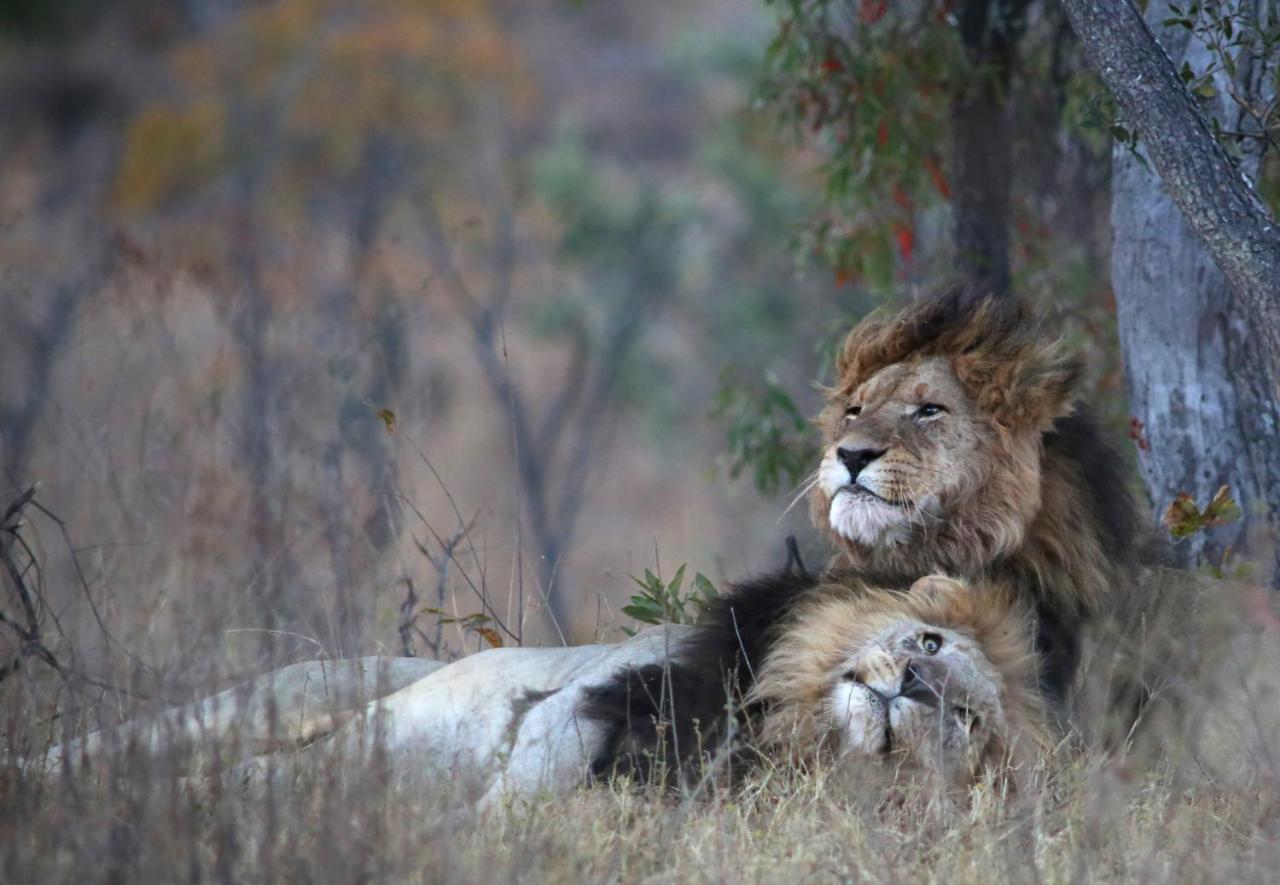 Makweti Safari Lodge Riserva Naturale di Welgevonden Esterno foto