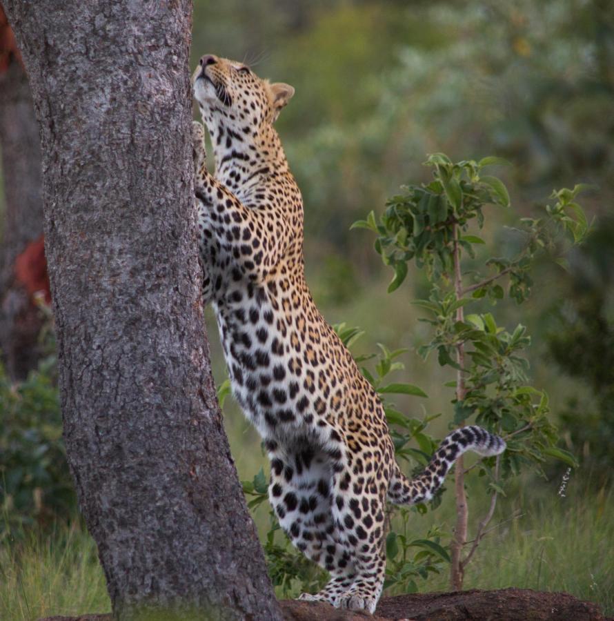 Makweti Safari Lodge Riserva Naturale di Welgevonden Esterno foto